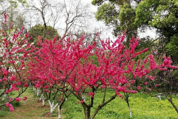 武汉植物园梅花什么时候开 附观赏地点