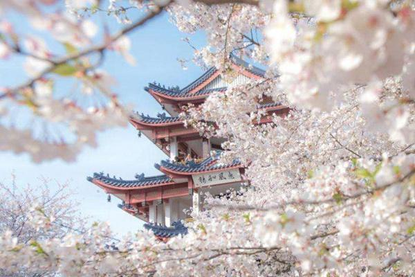 2022武汉看樱花最佳时间介绍 附热门看樱花的景点