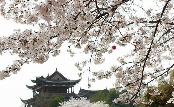 2022年武汉大学的樱花开多久 持续多长时间