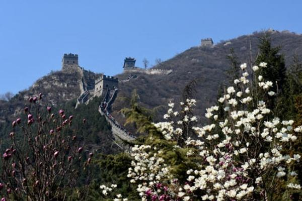 清明节去哪里玩比较好 北京郊外长城赏花推荐