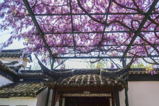 苏州文徵明手植紫藤花在哪里及最佳观赏时间