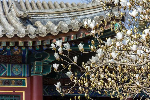 北京观赏玉兰花去哪里最美