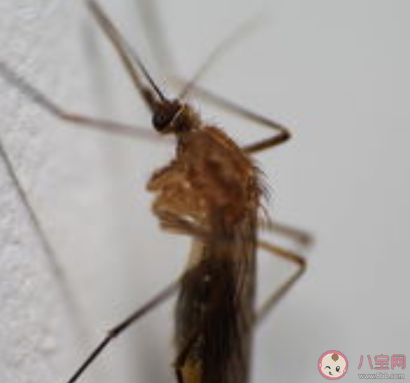 蚊子为什么灭绝不了 蚊子在地球生存多久了