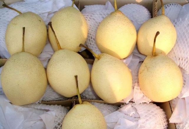 中国哪的“梨子”好吃？经网友评选，这8地比较出名，有你家乡吗(图11)