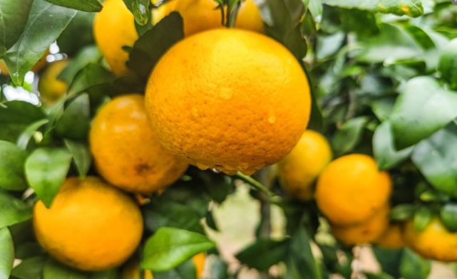 “橘子”和“柑子”是一种水果吗？有啥不同？建议大家，弄懂再买(图2)