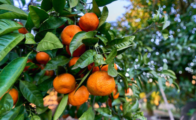 “橘子”和“柑子”是一种水果吗？有啥不同？建议大家，弄懂再买(图3)