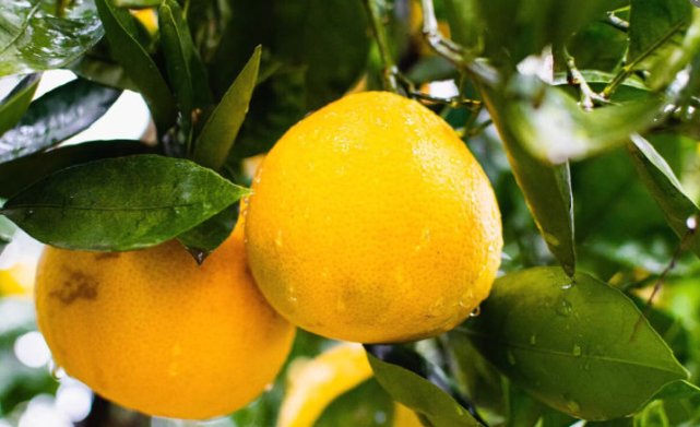 “橘子”和“柑子”是一种水果吗？有啥不同？建议大家，弄懂再买(图6)